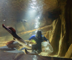 Kasprzyk, Kurowska i Kaliszuk w Oceanarium