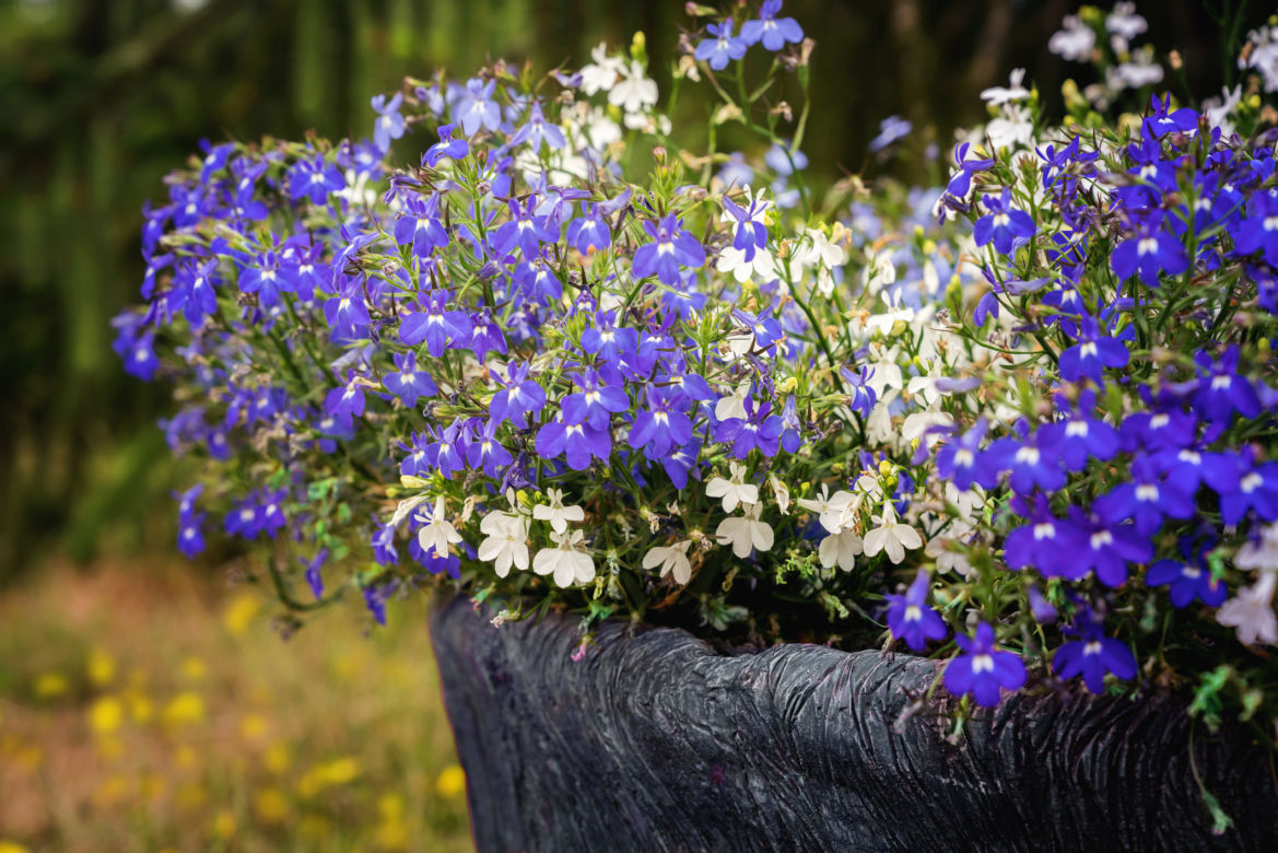 Zwisające rośliny na balkon: lobelia