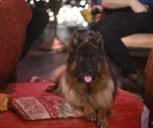 Marcin Rogacewicz w serialu Komisarz Alex