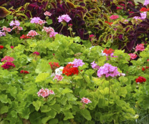 pelargonia
