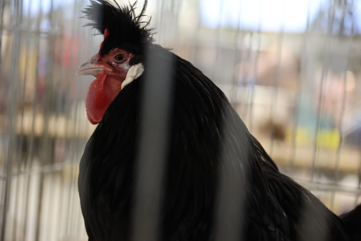 Zoopark 2024 w Lublinie. Można podziwiać wiele gatunków zwierząt