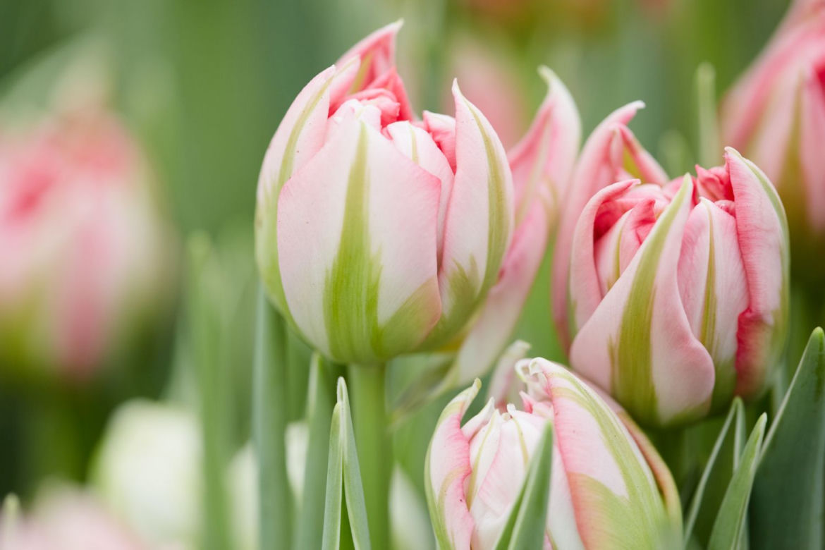 Tulipan