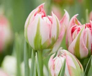 Tulipan