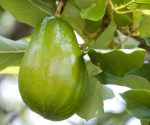 Awokado