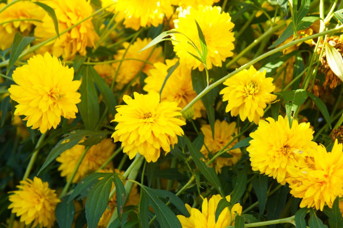 Rudbekia naga