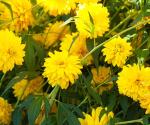 Rudbekia naga
