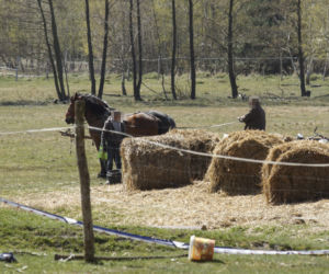 Konie i kozy terroryzują wioskę