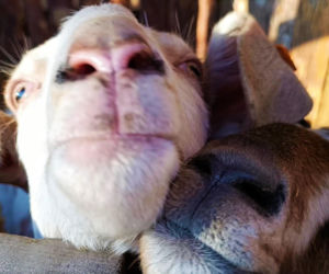 Żywa szopka w Żydowcach