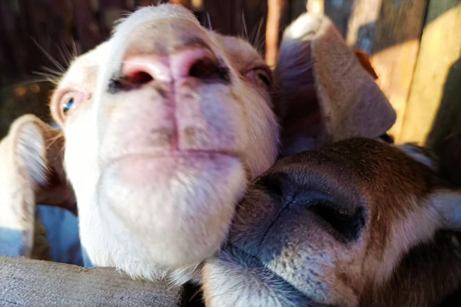 Żywa szopka w Żydowcach