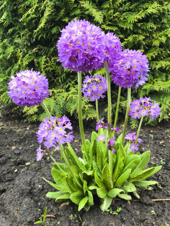 Pierwiosnki