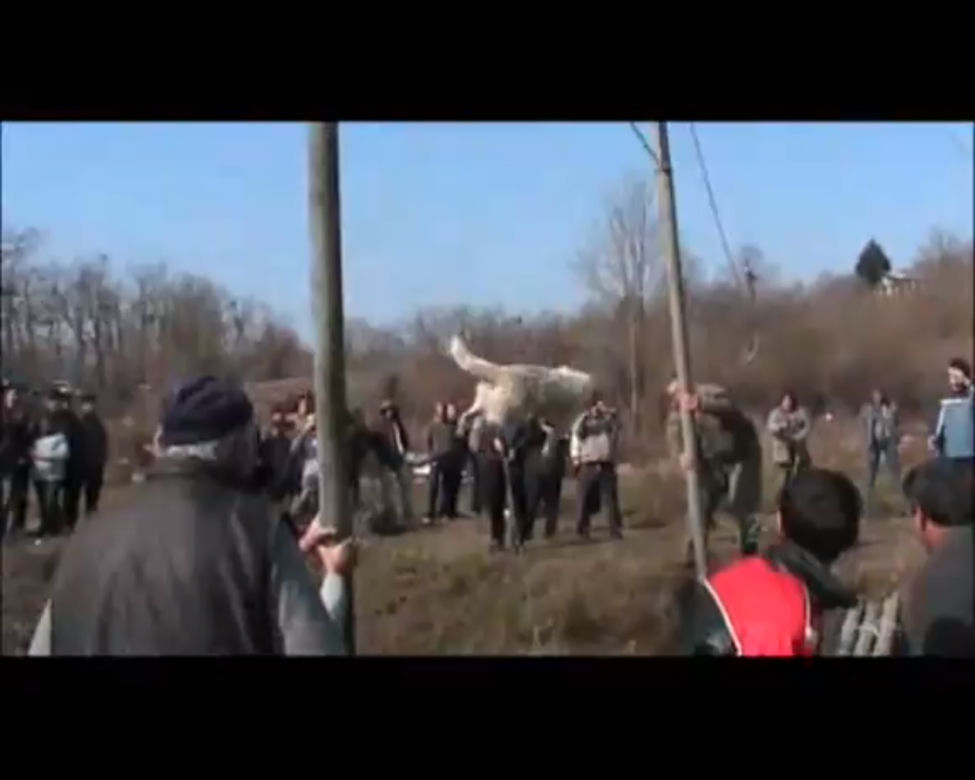 Bułgarzy wieszają psy