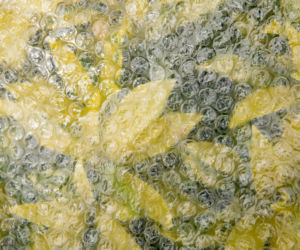 Zamiast wyrzucać folię bąbelkową wykorzystaj ją w ogrodzie. W czasie mrozów będzie niezastąpiona