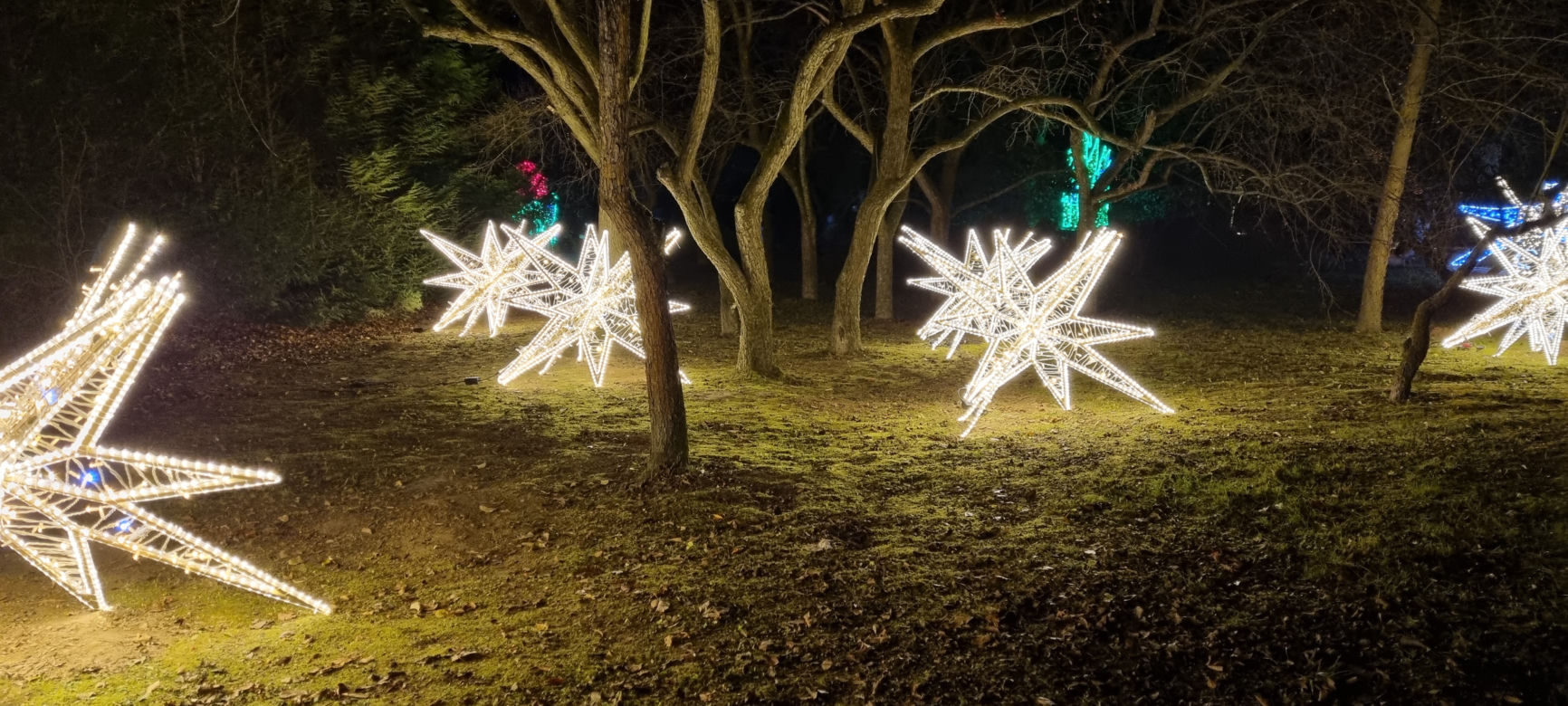 Ogród Botaniczny po zmroku zamienia się w magiczny ogród [GALERIA]