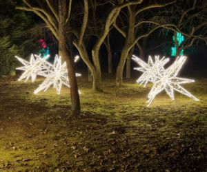 Ogród Botaniczny po zmroku zamienia się w magiczny ogród [GALERIA]