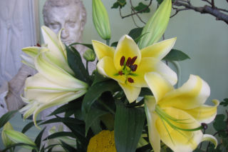 Lilia 'Manissa' - Lilium 'Manissa'