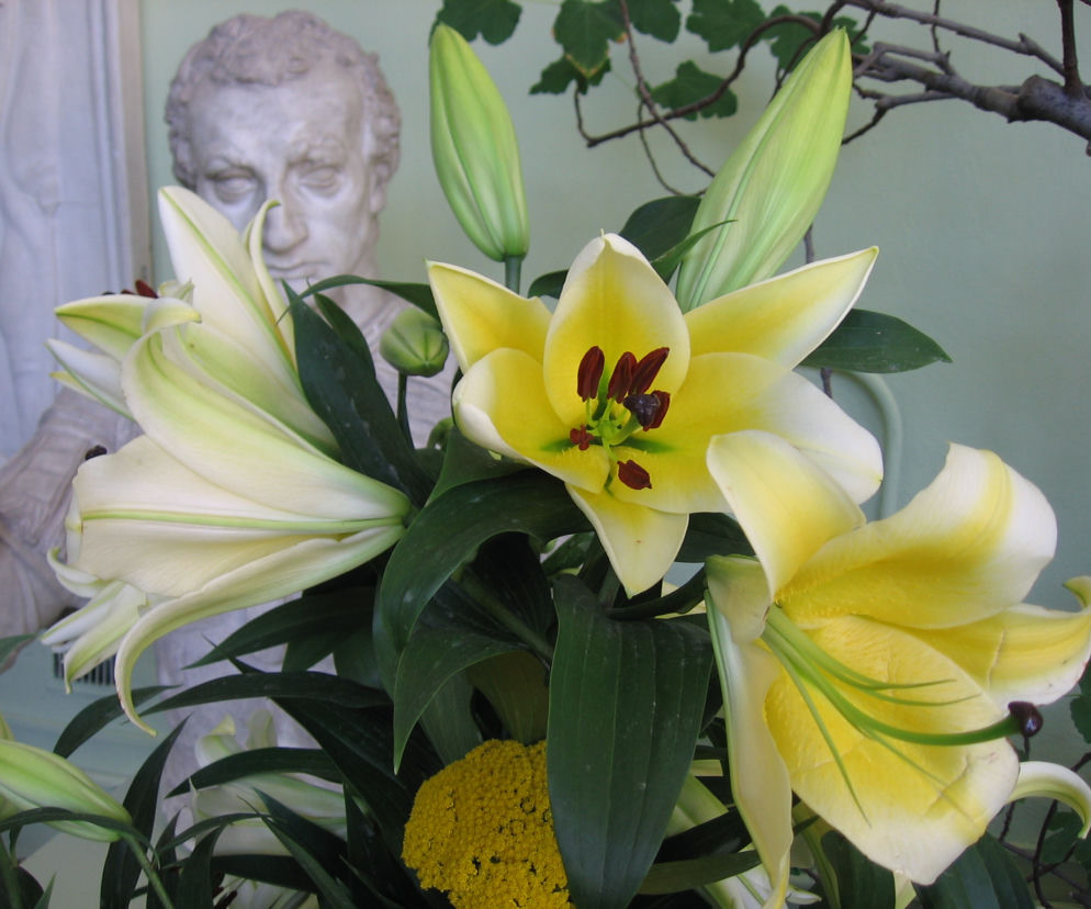 Lilia 'Manissa'