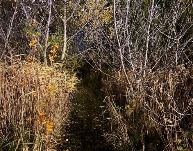 Bohaterski pies z Wrocławia uratował swojego 71-letniego pana