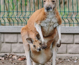 W Łódzkim ZOO na świat przyszedł mały kangurek
