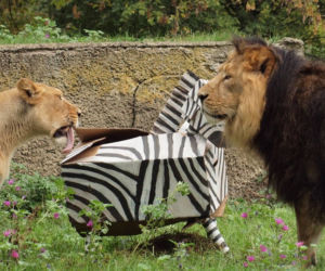 Rozrywka dla lwów z łódzkiego zoo