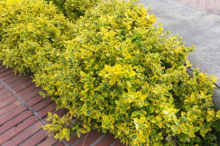 Trzmielina japońska – niezawodna i łatwa w uprawie. Kompletny przewodnik uprawy trzmieliny japońskiej