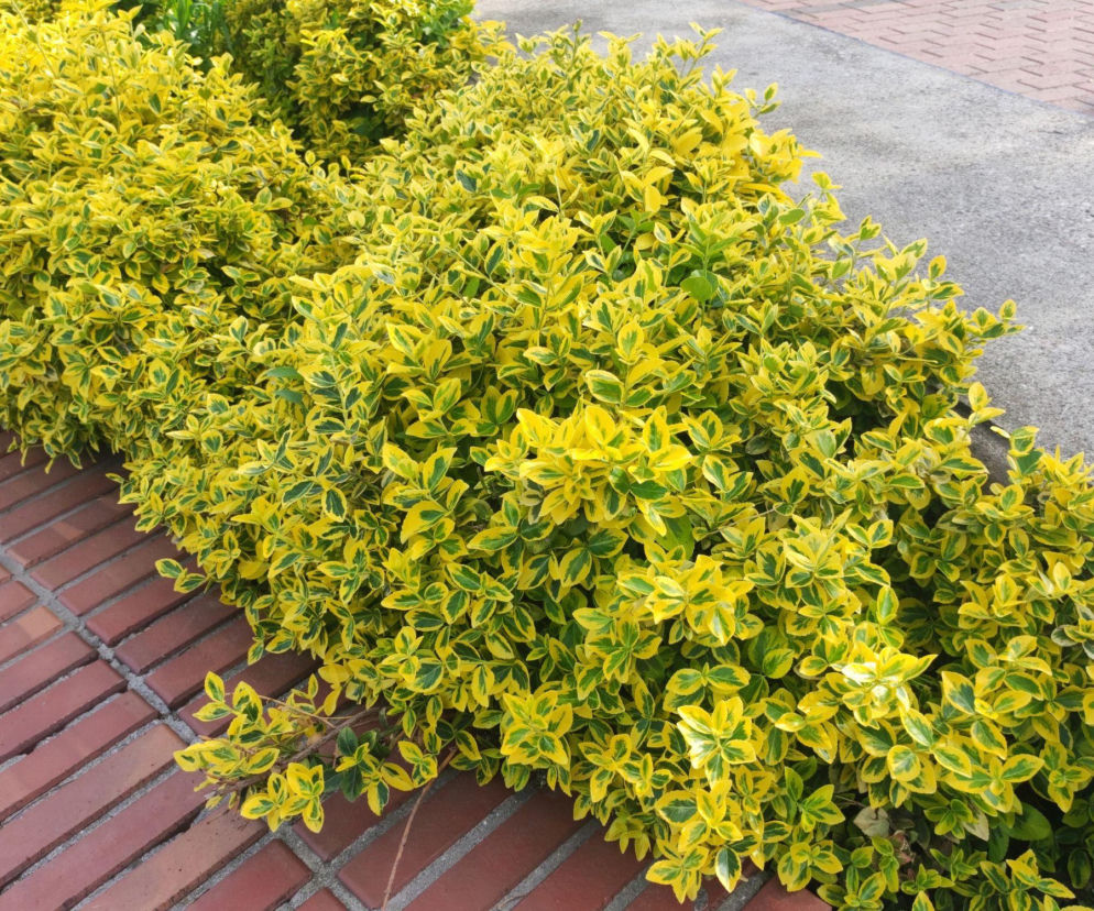 Trzmielina japońska - wszystko, co musisz wiedzieć o jej uprawie!