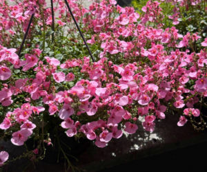 Diaskia na balkonie? Sprawdź, jak ją sadzić i pielęgnować!