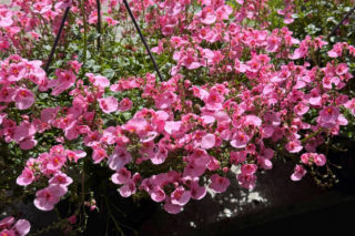 Diaskia na balkonie? Sprawdź, jak ją sadzić i pielęgnować!