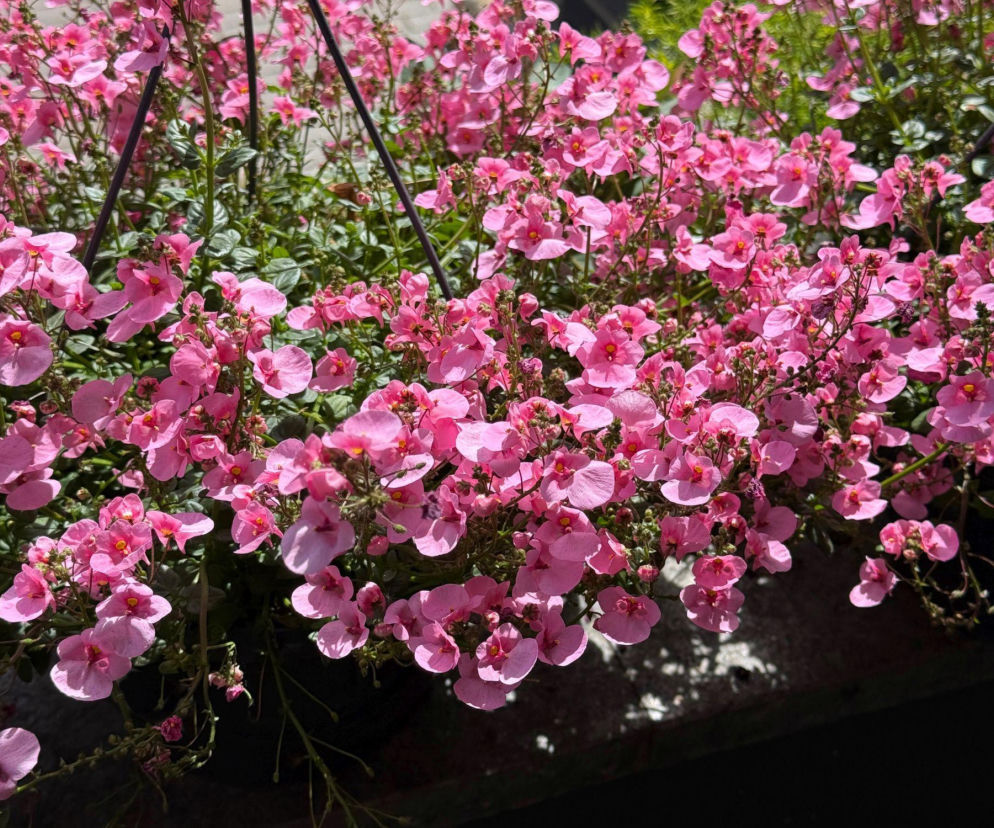 Diaskia na balkonie? Sprawdź, jak ją sadzić i pielęgnować!