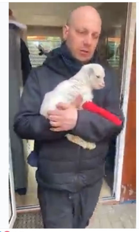 Saszka chory koziołek z Ukrainy trafił do Przemyśla
