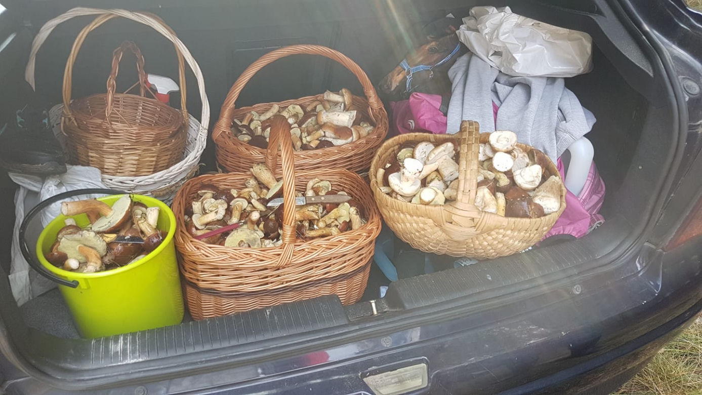 Wielkie grzybobranie w Toruniu i okolicach. Zobaczcie wspaniałe zbiory
