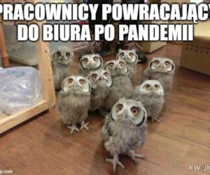 Memy o koronawirusie