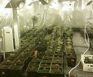 Ogromna plantacja marihuany zlikwidowana