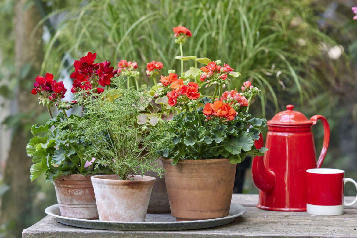 Pelargonie