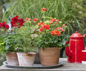 Kiedy wystawić pelargonie na balkon?