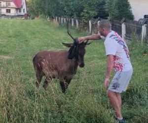 „Ktoś powinien coś zrobić”. Oni nie czekali. Uratowali jelenia