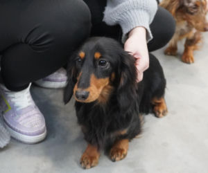 Międzynarodowa Wystawa Psów Rasowych Duo Cacib Kielce 2025