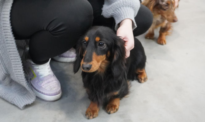 Międzynarodowa Wystawa Psów Rasowych Duo Cacib Kielce 2025