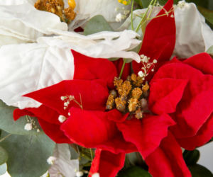 To nieodłączny symbol Bożego Narodzenia. Niewielu wie, że jest toksyczna