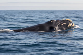 Rzadki waleń biskajski na Atlantyku. Czy tajemnicza podróż to sygnał alarmowy dla klimatu?