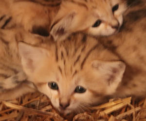 Gdańsk: Koty pustynne przyszły na świat w oliwskim zoo! Zobaczcie jakie słodziaki! [ZDJĘCIA]