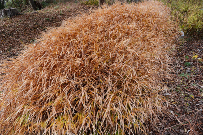 Hakonechloa smukła