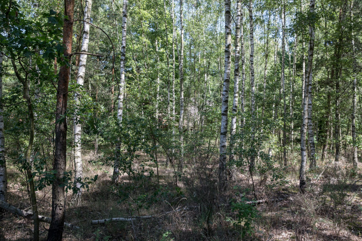 Szefowa potwór wywiozła konającego pracownika do lasu
