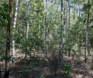 Szefowa potwór wywiozła konającego pracownika do lasu