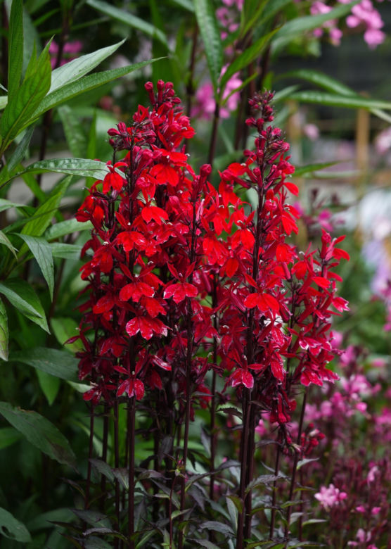 Lobelia szkarłatna