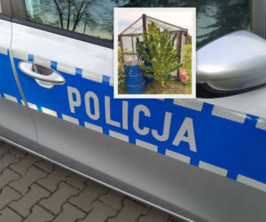 Węgrowscy policjanci zabezpieczyli blisko dwumetrowy krzak konopi indyjskiej