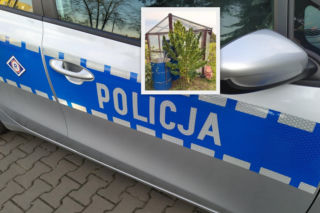 Węgrowscy policjanci zabezpieczyli blisko dwumetrowy krzak konopi indyjskiej