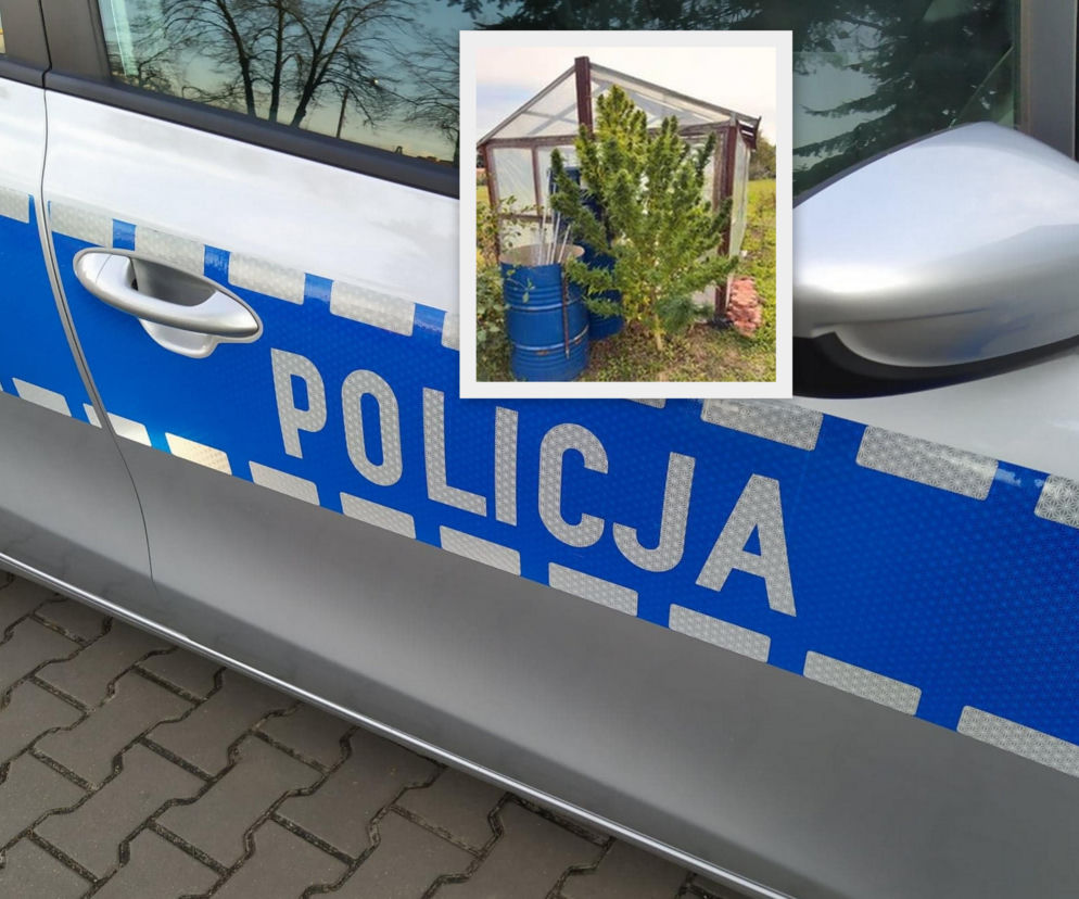 Radiowóz. Na miniaturze duży krzew konopi indyjskich przy szklarni. O akcji policji w Węgrowie czytaj w Eska Siedlce.