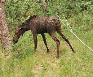 Uratowano tonącego w bagnie łosia