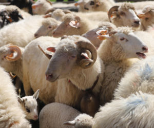 Wiosenny redyk w Ludźmierzu