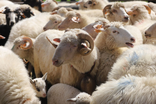 Wiosenny redyk w Ludźmierzu